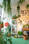 komorebi에 관한 33개의 최상의 Pinterest 이미지 | 다육 식물, 실내용 화초 및 다육식물 komorebi