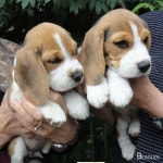 Beagle – Friendly and Curious | 강아지, 사진