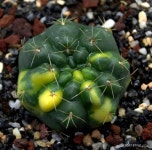 GYMNOCALICIUM BALDIANUM VARIEGATED pot7 cm Ø | Home & Garden, Yard, Garden & Outdoor Living, Plants, Seeds & Bulbs | eBay! | 꽃
