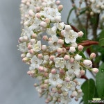 동설목 해피엔젤(동일품배송)(Viburnum Tinus) - 공기정화식물(air purifying plants)