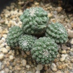 실생선인장)국수5두군생(Strombocactus disciformis) - 선인장(Cactus)