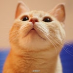 Love cat.Love smile!에 있는 Pet&dog products manufacturer님의 핀