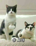유머에 있는 泳toro님의 핀 | 아기 동물, 웃긴 고양이 사진, 행복한 개