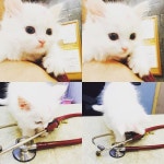 한 삼십분은 신ㄴ ㅏ게 놀고온ㄱ ㅓ 같ㄴ ㅔ #강남 #신사동 #동물병원 #초 #페르시안 #데일리 by ch… | Instagram photo, Instagram, Photo