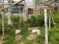 자작나무 숲과 세 개의 정원을 품은 집 | 오늘의집 인테리어 고수들의 집꾸미기 - 2020 | 집, 집 리모델링, 자작나무