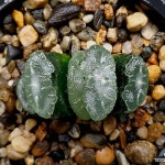 (할인)맘모스옥선(소묘) 102-33(Haworthia truncata) - 하월시아(Haworthia)