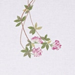 Pin page 꿈소 on Instagram: “#야생화자수 #제주달구지풀 #달구지 #꿈소 #꿈을짓는바느질공작소 #자수 #embroidery... 