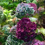 Pin by Nanna- on 플라워 in 2021 | Plants, Flora, Hydrangea
