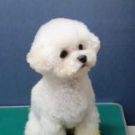 순천 헬로펫 헬로펫 마스코트 막둥이 쥬쥬... For see more of dogs images visit us on our website ! in 2020 | Dog selfie, Pets... 