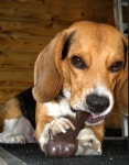 Good treat for a good dog | 비글
