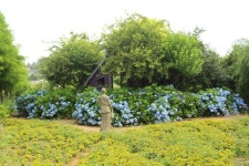 Hydrangea - 팜카밀레 수국에 있는 Jungchul Park님의 핀 | 수국