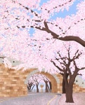 팔달산의 봄 - 봄이면 수없이 거니는 집 뒤편의 벚꽃 천국🌸 #주와 #일러스트 #드로잉 #일러스트레이터 #수원 #팔달산 #행궁동 #봄 #벚꽃