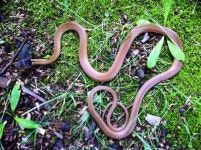 비바리뱀 Sibynophis chinensis, Cheju Island, Korea | Змея