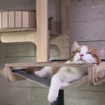 #캣타워 #먼치킨 #냥스타그램 #cat #munchikin in 2020 (With images) | I love cats, Cats, Animals