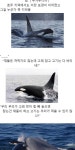 범고래의 지능 수준 …
