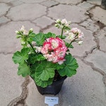 유럽제라늄 로즈버드애플블러썸(Pelargonium(Geranium)) - 공기정화식물(air purifying plants)
