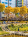 3 : #불광천 (응암역-새절역 구간) 봄엔 벚꽃으로 유명한 이곳, 가을에는 은행잎이 물드는 풍경을 볼 수 있어요💛 📸 4, 5, 6 : 마실길 근린공원... 