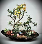 야생화분경 Pin by 솙워시 on 야생화분경 | Plants, Garden