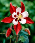 BY THE #GARDEN GATE에 있는 핀
