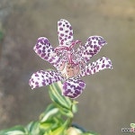 무늬뻐꾹나리 - 야생화무늬종(Wild Flower Pattern)