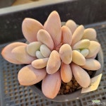 라온 - 다육식물(Succulents) | 다육 식물