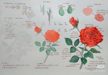 Ghim của Jieun Jeon trên 수채화예시 trong 2025