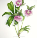 Pin de 김선희 en 보타니칼아트 | Flores acuarela
