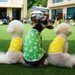 [그루밍독 데이지 나시 ( S ~ 2XL )] - 2021 | 비숑, 슈나우저, 데이지