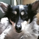 강아지  두리   인스타  멍스타그램  개스타그램... 일상스타그램  펫  pet  dog  petstagram  dogstagram  daily  p… | Animals, Corgi... 