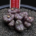 7487-C.obcordellum rolfii RY1820 오브코델룸 롤피 - 코노피튬(Conophytum)