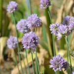 Allium schoenoprasoides Regel | Seeds for sale, Plants, Seeds