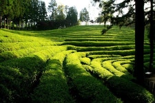 녹차밭(Tea farm)에 있는 dully sae님의 핀