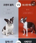 비슷한 견종 구별하기