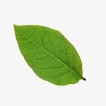 잎 잎사귀 일러스트, 잎 클립 아트, 이파리, 식물 PNG 일러스트 및 PSD 이미지 무료 다운로드 - Pngtree