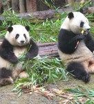 Pin by sum on 판다 | Panda