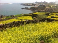 #Jeju Olle Trail (제주올레길)
