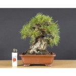 Pin by William Roy McCorkle on Bonsai | Mame bonsai, Bonsai, Mini bonsai