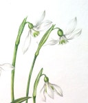 작가되기#8 색연필 기법(3)-남겨놓고 그리기