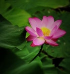 Pin von 라일락향기 auf 연꽃 | Lilien, Blumen, Lotus