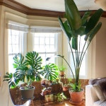 Pin by 홍미선 on 화초 | Plants, House plants, Room with plants