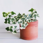 #반딧불이아이비#아이비#식물#가드닝#베란다정원#플랜테리… | Ivy plant indoor, Pretty plants, Tiny plants [New] The 10 Best... 