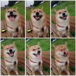 Taking Care of a Puppy by Puppy Proofing a Home 여름에 산책갔을 때 달래 ... in 2020 | Puppy proofing, Puppy owner, Puppies