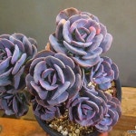 큐빅프로스티금생얼군생 6/8-349(E. pulvinata Frosty) - 다육금(Variegated)