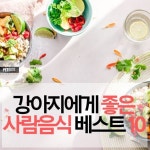 강아지에게 좋은 사람 음식 베스트 10 | 2025 펫리코