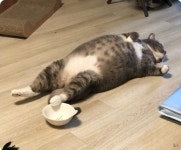 웃긴 사진 드립 모음 (싸강 레전드 등 코로나에 대처하는 우리의 자세) : 네이버 블로그 - 2020 | 웃긴, 웃긴 사진, 동물