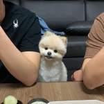 #몽이의하루_20190604 몽이가 이러는 이유는 앞에 피자가 있기 때문이조   #몽이의하루_20190604 몽이가 이러는 이유는 앞에 피자가... 