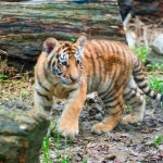 [에버랜드 할인/이벤트] 호랑이 다섯 쌍둥이 중 막내인 강산이가 8일... 막내인 강산이가 8일 저녁, 음식 섭취중 급성 기도폐쇄로 인한... 