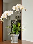 Orchid arrangements에 있는 Juyeon Kim님의 핀 - 2023 Orchid  arrangements에 있는 Juyeon Kim님의 핀 - 2023