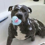 Cuteness!!에 관한 254개의 최상의 Pinterest 이미지 | 강아지, 귀여운 개 및 귀여운 강아지 Cuteness!!