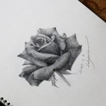 - #장미 #소묘 #일러스트 #드로잉 #베리현 #rose #roses #art #artwork #artworks #watercolor #watercolour #w https://t.co... 